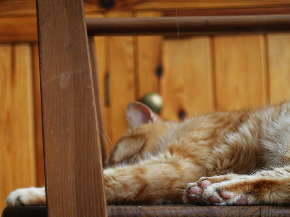 Orange cat sleeping on a wooden chair