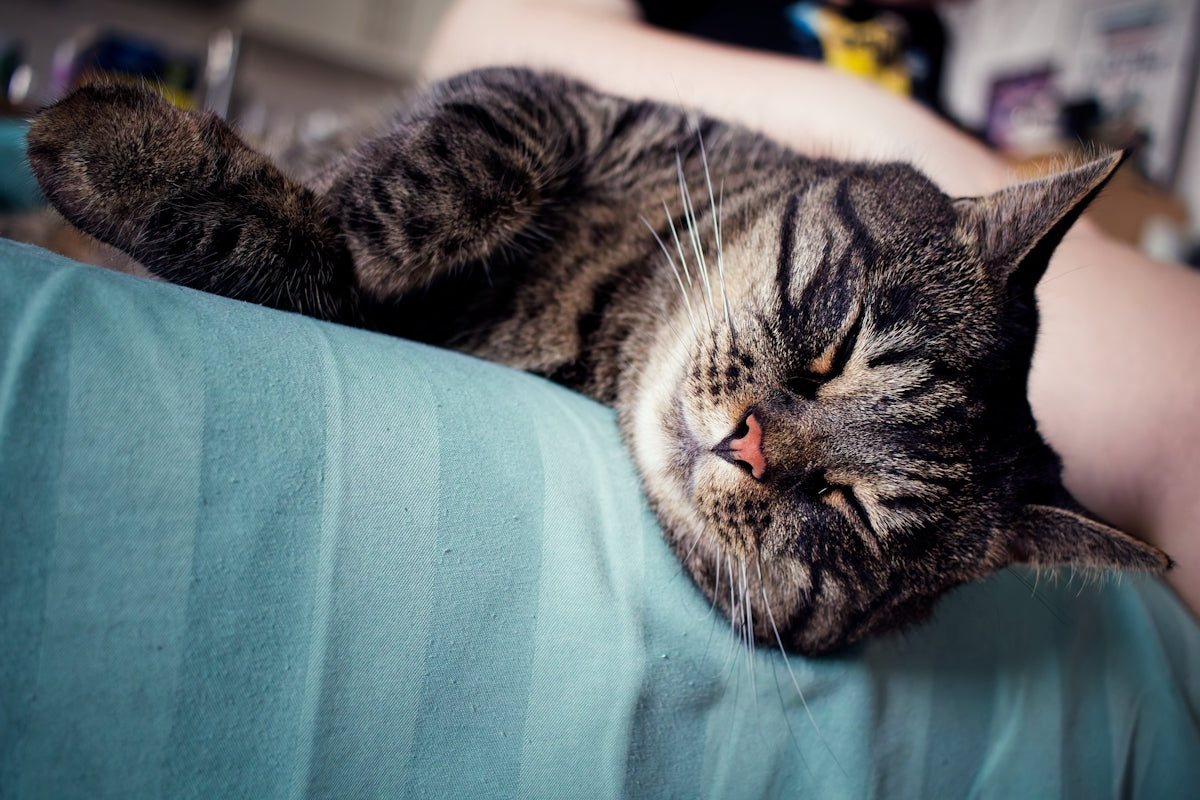 A tabby cat sleeping on a person's lap covered by a teal blanket
