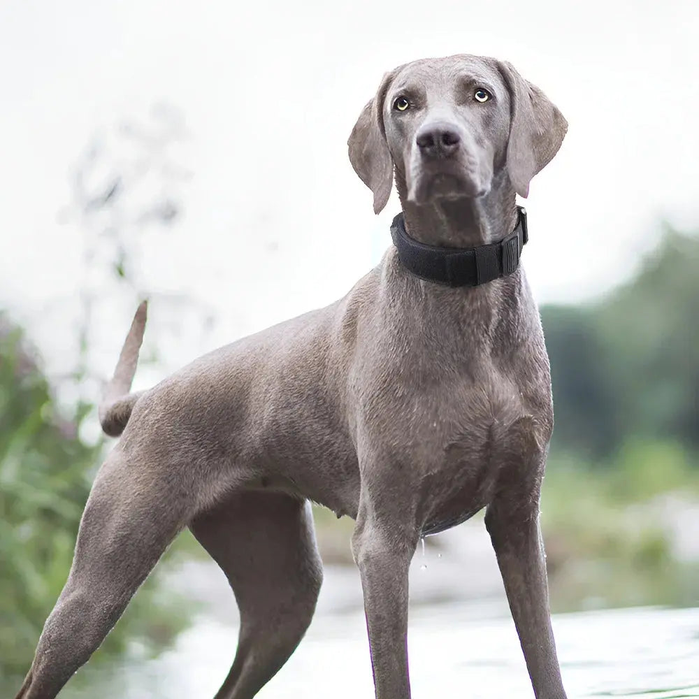 Adjustable Tactical Dog Harness Zippmart